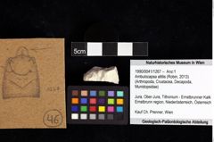 Foto (Objket + Etiketten) von Ambulocapsa altilis (Robin, 2013) 